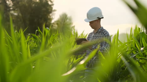 Agricultor-Que-Utiliza-Una-Tableta-Digital-Cultivando-Una-Plantación-De-Maíz-En-El-Fondo.-Aplicación-De-Tecnología-Moderna-En-El-Concepto-De-Actividad-Agrícola-Creciente.